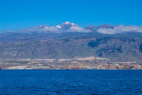 Whale and Dolphin Watching Tenerife - Whale Seasons Guide and Packing List