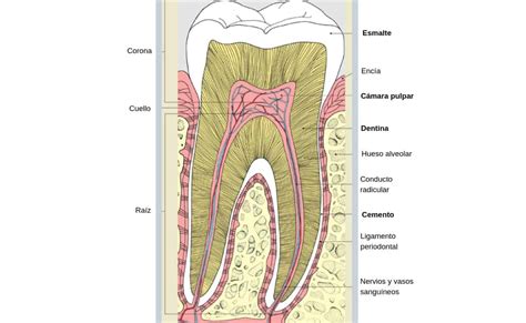 ¿de Qué Están Hechos Los Dientes Dr Daniel Fernández