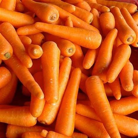 fresh carrots  essential global supply