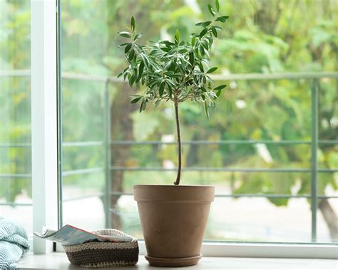 caring for olive tree indoors 9