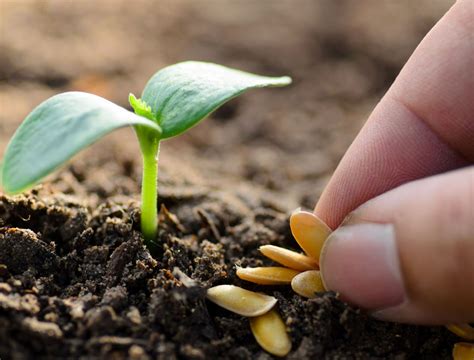 What Seeds Grow The Fastest Storables