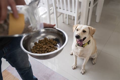 Alimentos Prohibidos Para Perros Gu A Completa Explora Tu Ruta