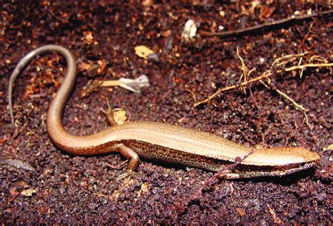 scincella caudaequinae scincidae foto gustavo ernesto quintero diaz