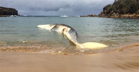 Sei Whale Animal Facts Balaenoptera Borealis Wiki Point