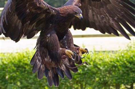 top   beautiful eagle species feriorg