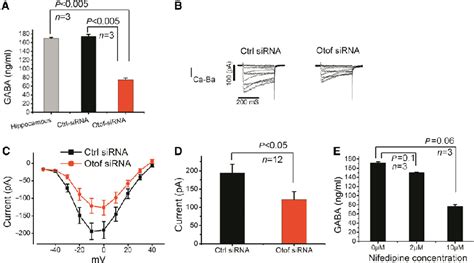 Effect Of Otoferlin On Gabaergic Activity In Primary Rat Hippocampus