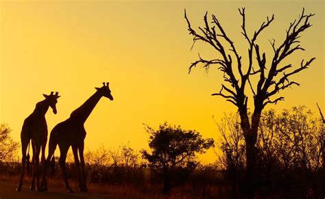 Kruger National Park named as one of the best brands in Africa