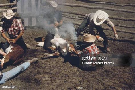 Cattle Branding Irons Photos And Premium High Res Pictures Getty Images