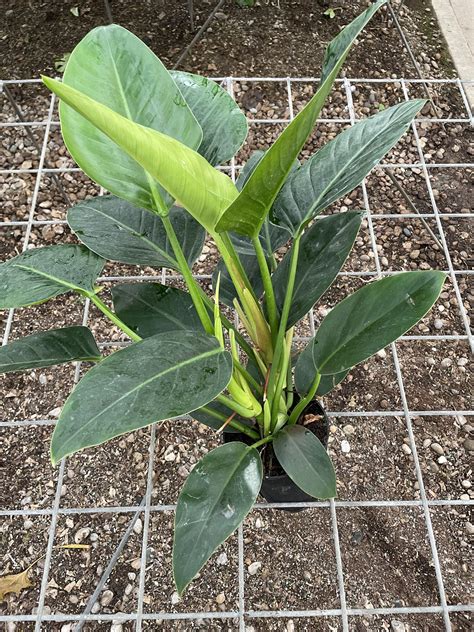 6 Strelitzia White Bird 2ppp NET Tri State Foliage Prebook Shop