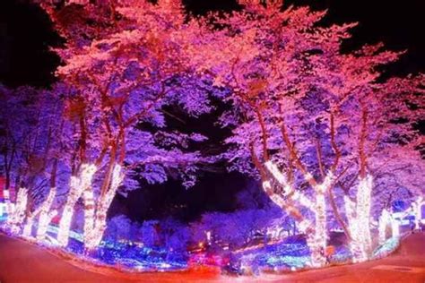 お花見するならここがおすすめ！さがみ湖の夜桜イルミネーションが凄すぎる Fundo