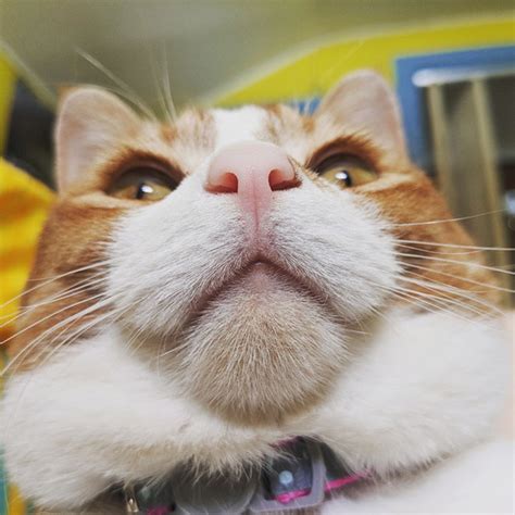 Chonky Cats Showing Their Adorable Double Chins