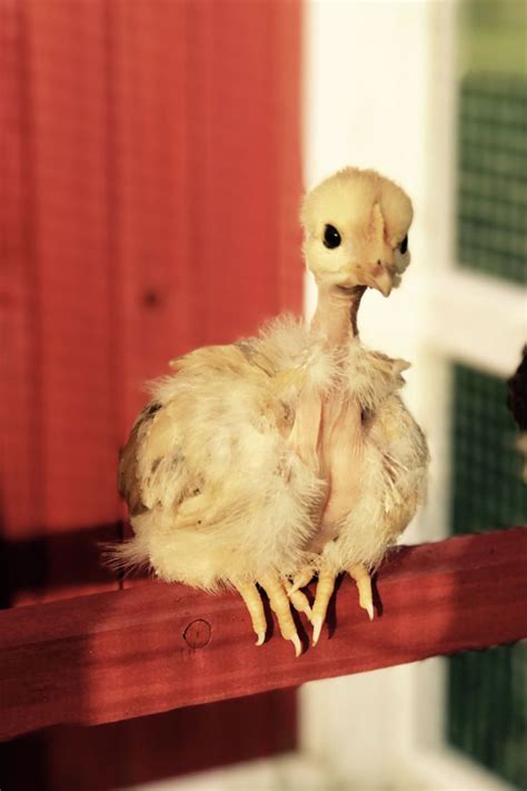 Jaw Dropping Naked Neck Chicken Photos Watch Our Video For Amazing