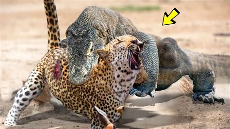 LEOPARDO vs DRAGÃO DE KOMODO - QUEM VENCE ESSE CONFRONTO? - YouTube