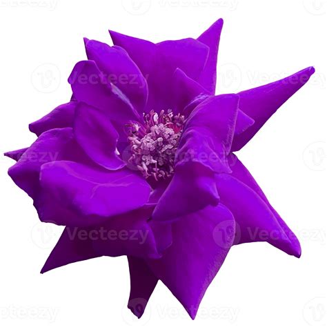 Beautiful Violet Rose Flower 12996234 PNG