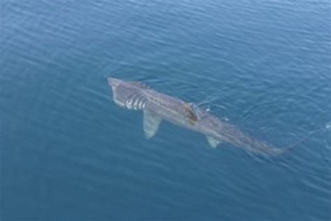 Basking Sharks In Scotland Staffa Tours