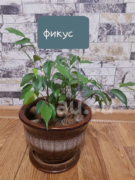 Фикус бенджамина в керамическом горшке 2 ростка — купить в Красноярске ...