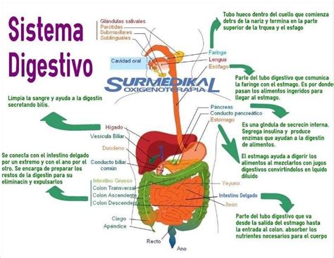 Pin De Andrea Otero En Aparato Digestivo Organos Del Aparato