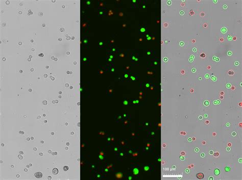 HCT116 Logos Biosystems Advanced Imaging Solutions For Research