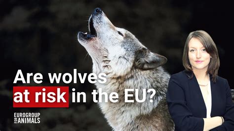 The Protection Status Of Wolves In Europe Is At Risk Learn Why YouTube