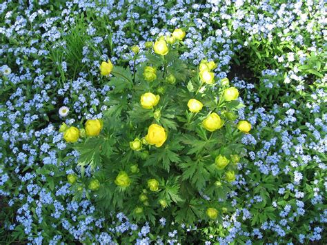 Купальница Садовая (49 фото) - фото - картинки и рисунки: скачать бесплатно