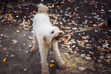 Manage Leash Reactivity in Dogs | Training Tips and Solutions