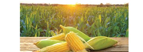 secrets  growing sweet corn successfully  beginners guide
