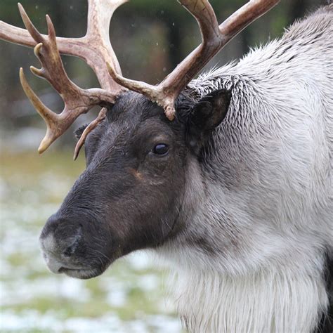 caribou zoologistecom