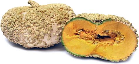 Galeux d' Eysines Squash | Food, Recipes, Healthy recipes