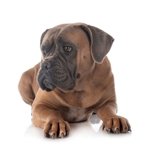 Mastiff Colors & Patterns - From Common to Extremely Rare