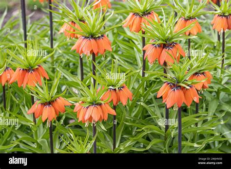 Imperial Crown Fritillaria Imperialis Aurora Stock Photo Alamy