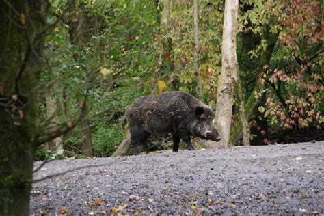 27 Wild Animals in France [Wildlife in France] - Kevmrc