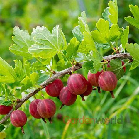 Gooseberry Captivator Fruiting Shrubs Garden World