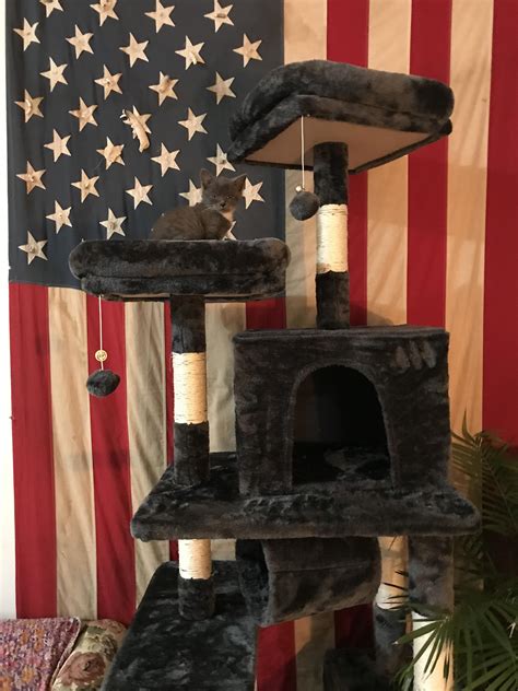 Just Put Together A 7 Foot Tall Cat Tower For A 7 Inch Tall Kitten Raww