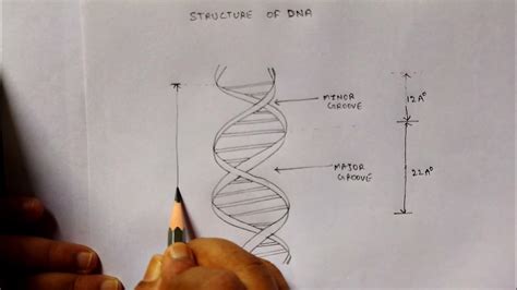 Structure Of Dna How To Draw Structure Of Dna Double Helix Easy Labelled Dna Diagram Youtube