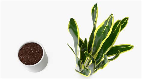 Sansevieria Trifasciata 3D Model $24 - .3ds .blend .c4d .fbx .max .ma ...
