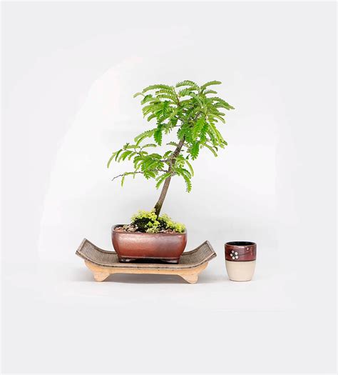 Tamarind Tree Bonsai