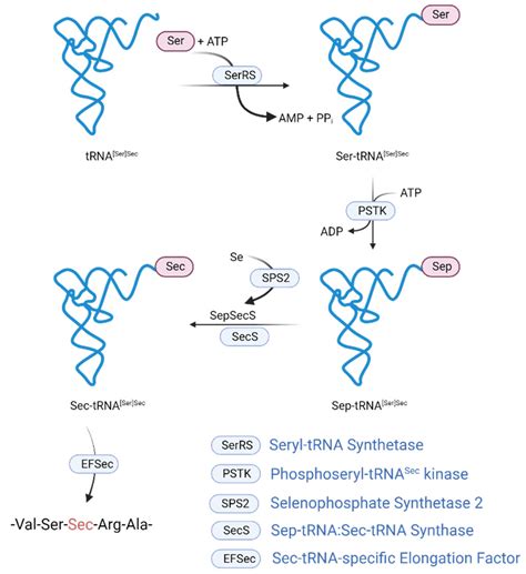 Ijms Free Full Text “alphabet” Selenoproteins Their