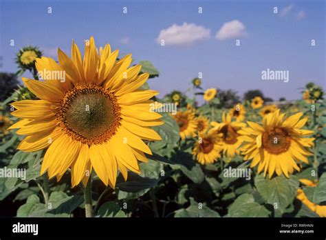 sunflower helianthus annuus  field stock photo alamy