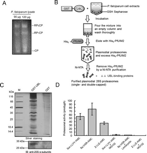 Analyses Of 26s Proteasome Complexes Of P Falciparum A Native Gel Download Scientific