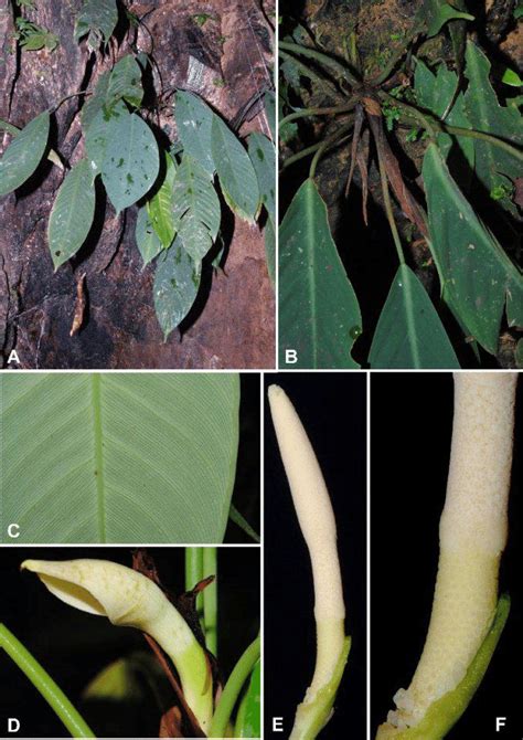 Schismatoglottis Rejangica S Y Wong P C Boyce A Plans In