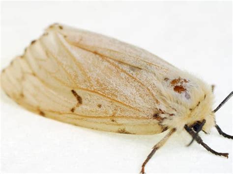 What Mainers Need To Know About Adult Browntail Moths