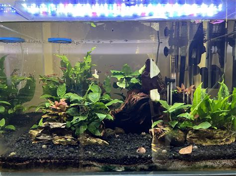 Anubias Flower Just Bloomed Raquascape