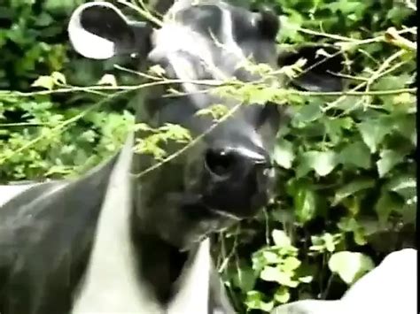 Sexy Brunette Teen Rides And Sucks His Cock Until He Cums Blowjob Porn Feat Ashley Blue Xhamster