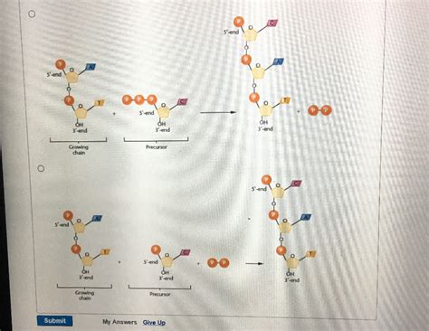 Solved DNA polymerases in all organisms add only 5? | Chegg.com