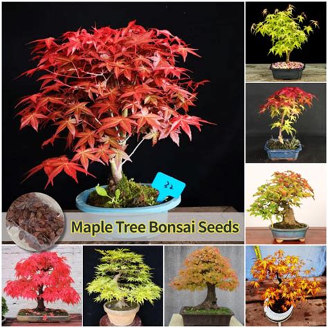Fast Germination 35pcs Maple Tree Seeds For Sale Rare Japanese Maple