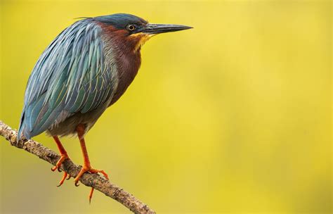 Quelques Oiseaux Nicheurs Du Québec En Photos Le Devoir