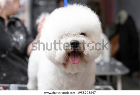 2,513 Bichon Grooming Images, Stock Photos, 3D objects, & Vectors | Shutterstock