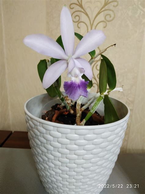 Cattleya Walkerinter Coerulea C Walkeriana Var Coerulea Flickr