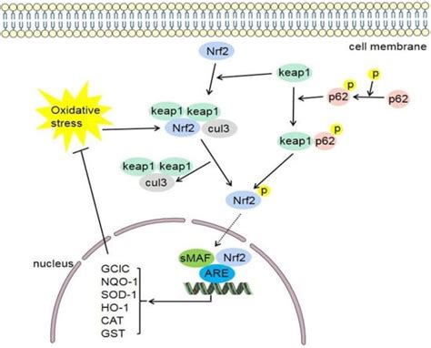 Nrf2 Regulates Oxidative Stress and Its Role in Cerebral Ischemic Stroke