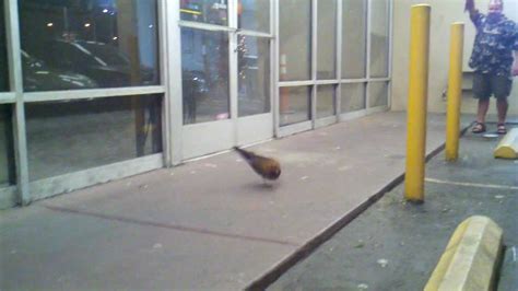 Lester Torturing A Hot Homeless Chick On The Strip In Las Vegas YouTube